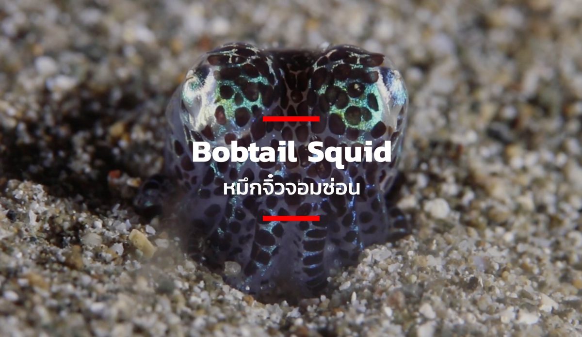 Bobtail Squid หมึกจิ๋วจอมซ่อน The Standard