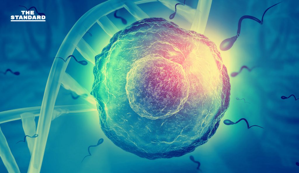 นักวิจัยเพาะเลี้ยงเซลล์ไข่ของมนุษย์ได้เป็นครั้งแรกของโลก THE STANDARD