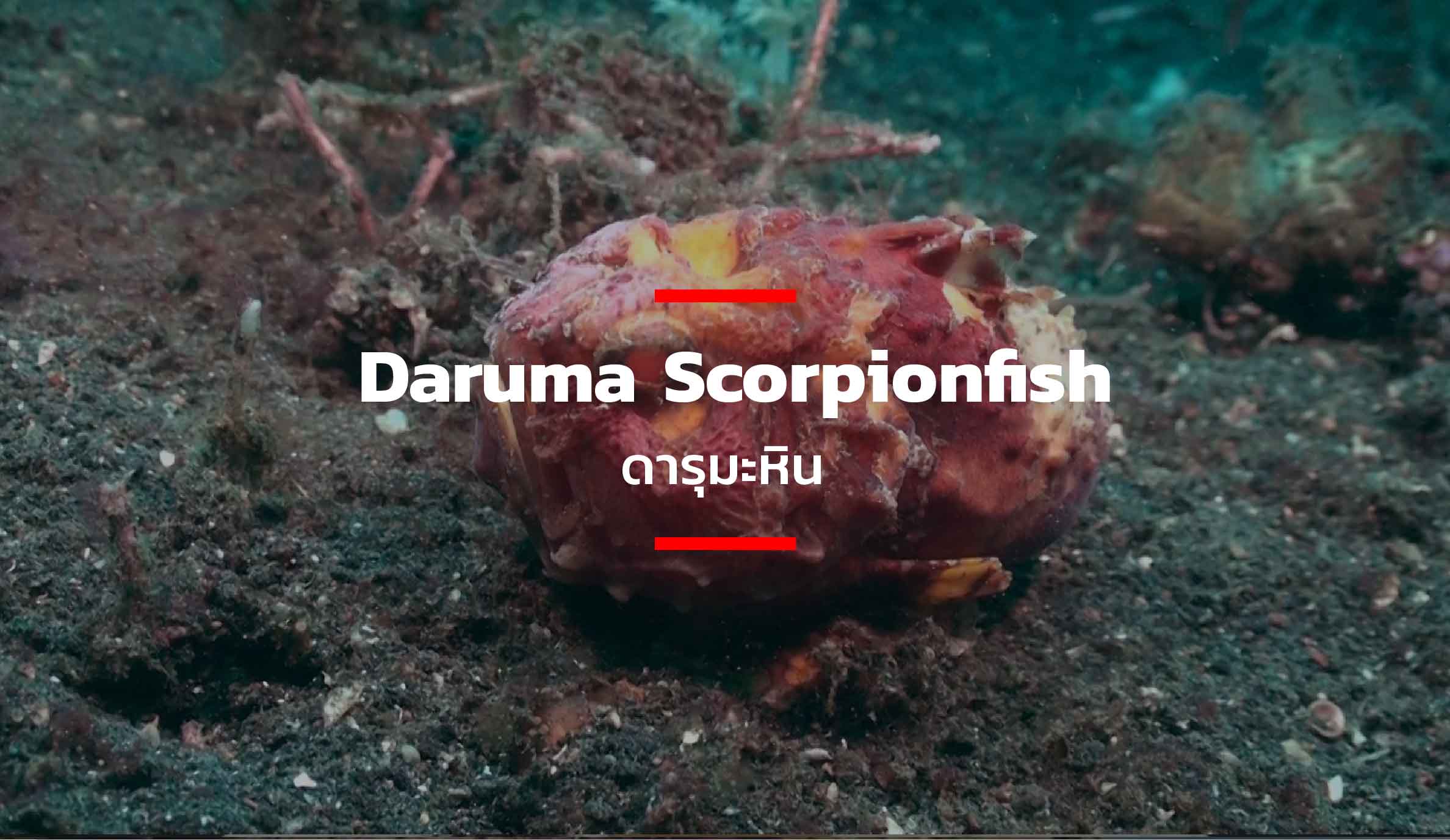 Daruma Scorpionfish ดารุมะหิน – THE STANDARD
