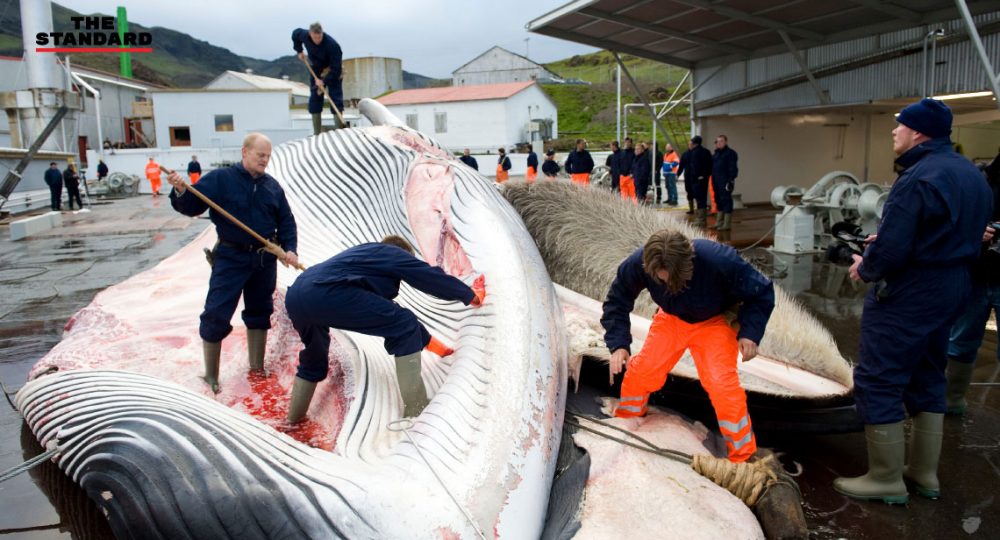 Iceland to keep hunting up to 2,130 whales over 5 years