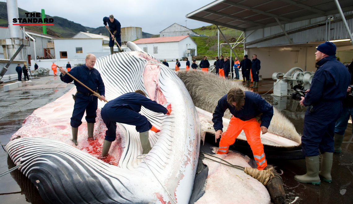 Iceland to keep hunting up to 2,130 whales over 5 years