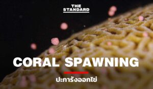 Coral-Spawning