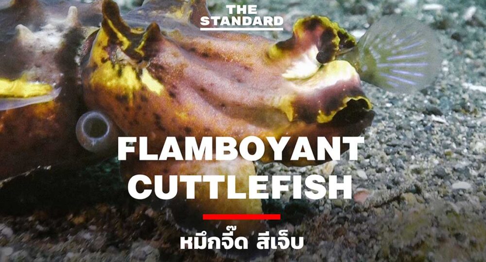 Flamboyant-Cuttlefish