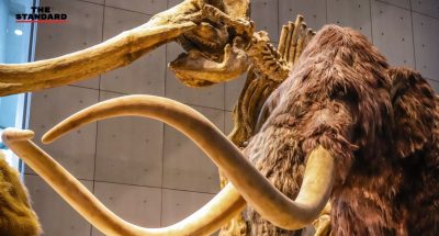 Japanese Scientists bring woolly mammoth cells back to life