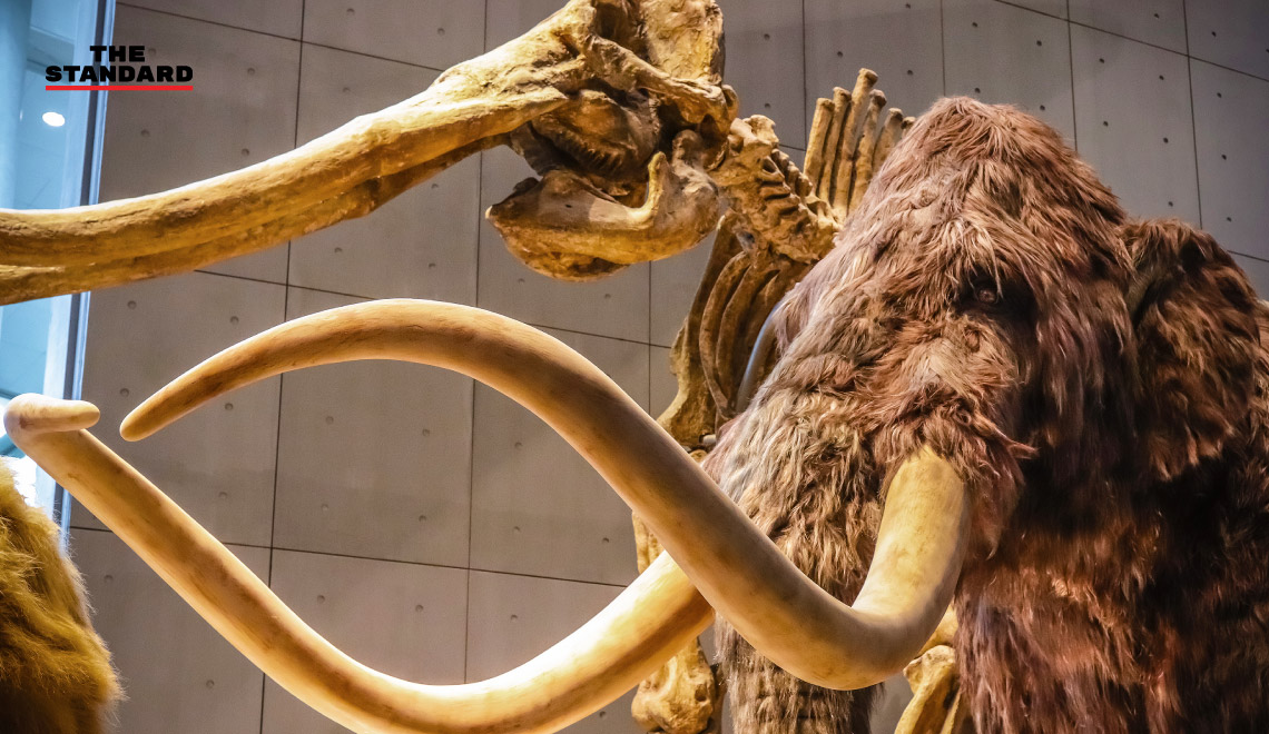 Japanese Scientists bring woolly mammoth cells back to life