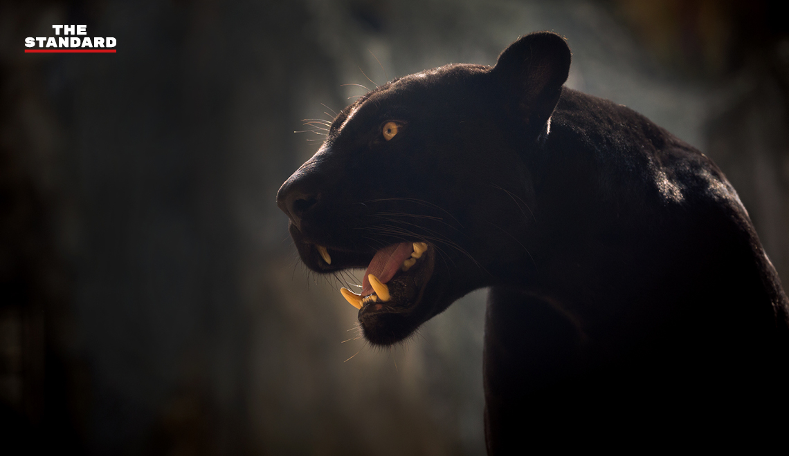 jaguar-attacks-woman-who-climbed-arizona-zoo-barrier-to-take-a-selfie