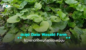 Daio Wasabi Farm