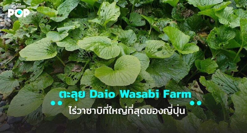 Daio Wasabi Farm