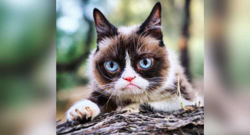 Grumpy Cat dies aged seven