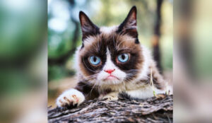 Grumpy Cat dies aged seven