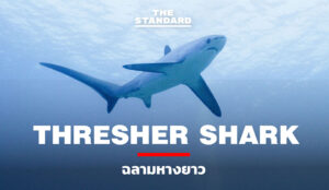 Thresher-Shark