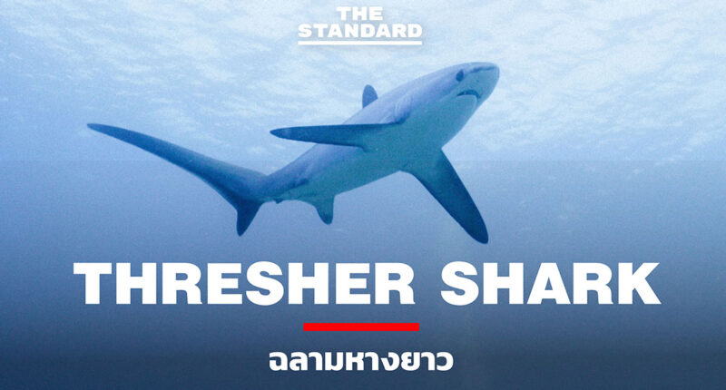 Thresher-Shark