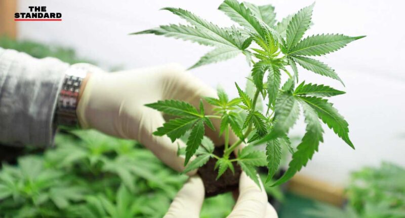 cannabis medical Draft-Law
