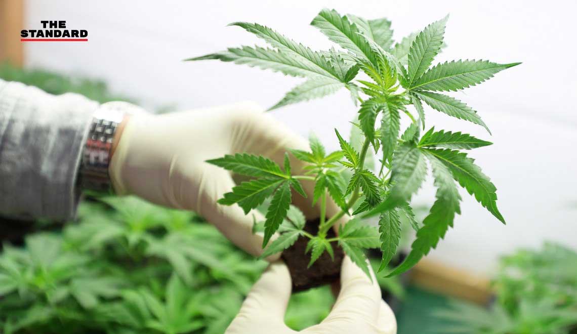 cannabis medical Draft-Law