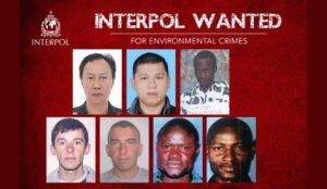 interpol wanted for environment crimes