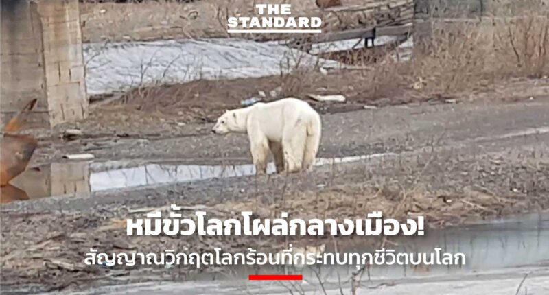 starving polar bear wandered into a city