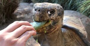 Australian Reptile Park hugo will married