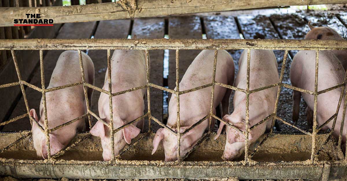 china swine fever crisis