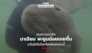 mariam orphaned-baby-dugong