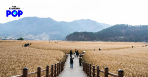 Suncheonman Bay