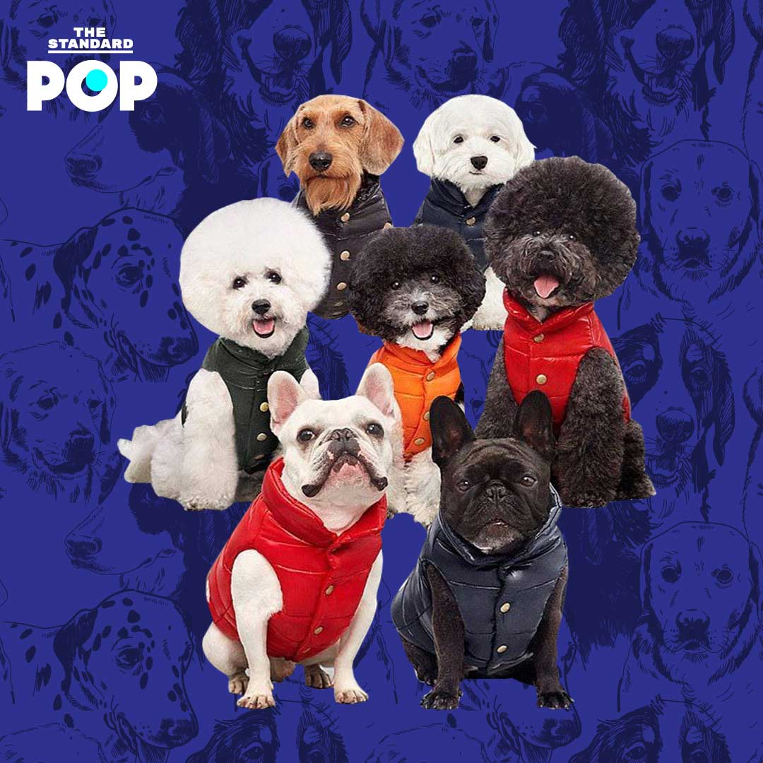 Dog Fashion Items