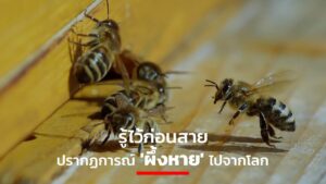 Bees Earth's ecology