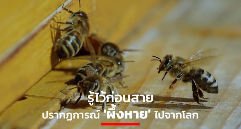 Bees Earth's ecology