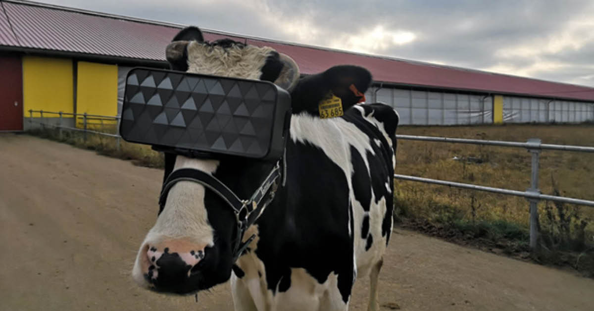รัสเซียจับวัวใส่ VR เพิ่มน้ำนม