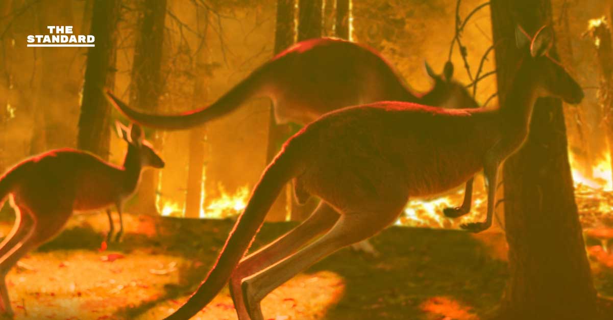 วิกฤตไฟป่าออสเตรเลีย
