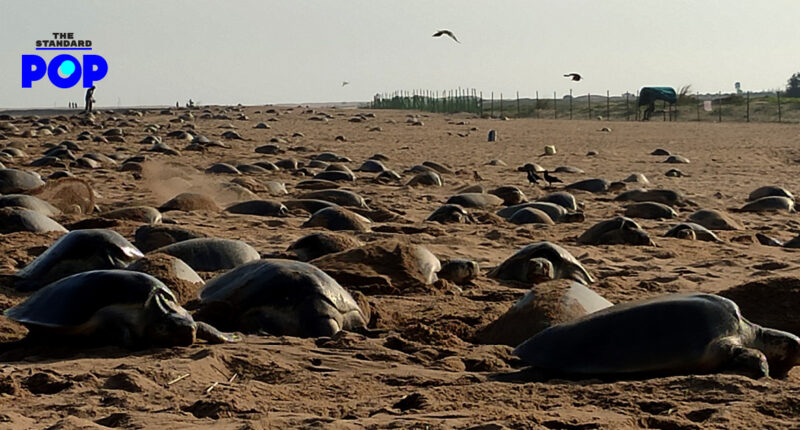 เต่าทะเลวางไข่บนชายหาดอินเดีย