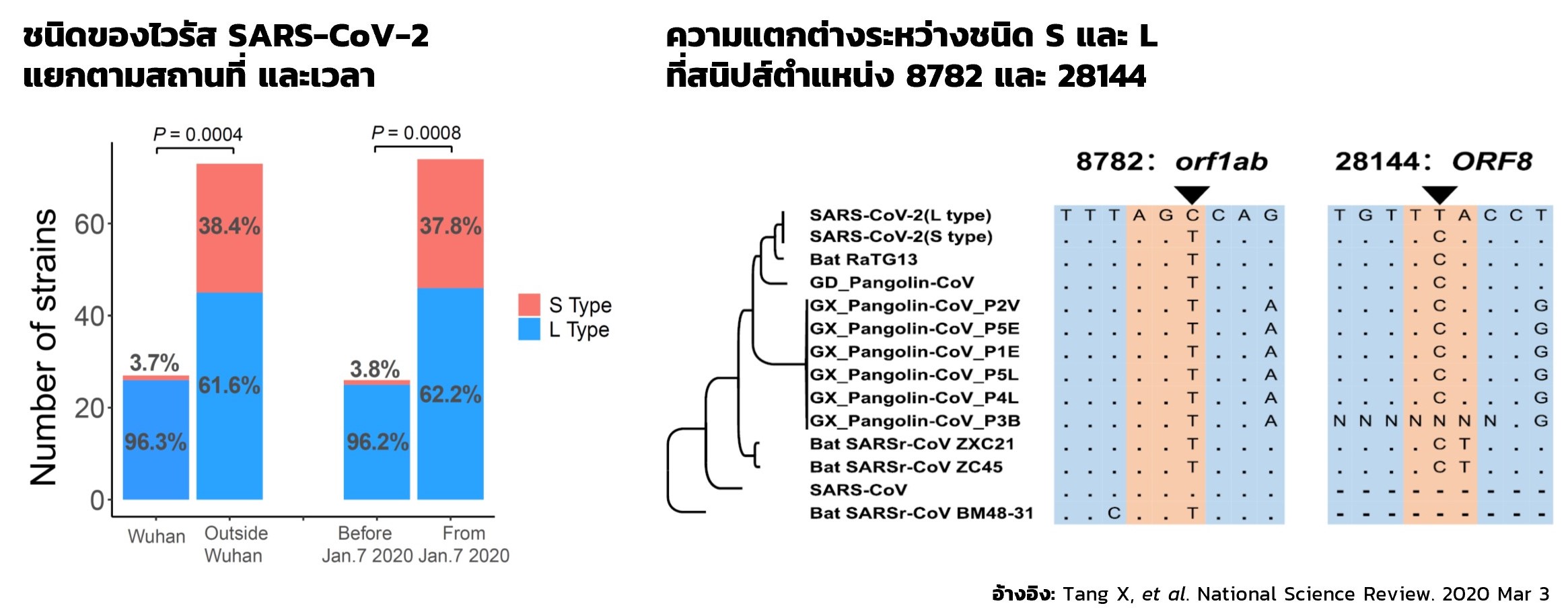 โควิด-19 มีกี่สายพันธุ์