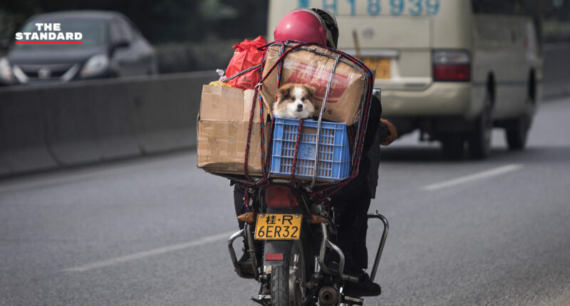 จีนให้สุนัขเป็นสัตว์เลี้ยงแทนปศุสัตว์