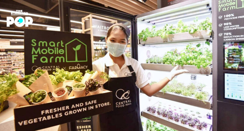 ครั้งแรกในไทยกับตู้ปลูกผักปลอดสารในห้างสรรพสินค้า