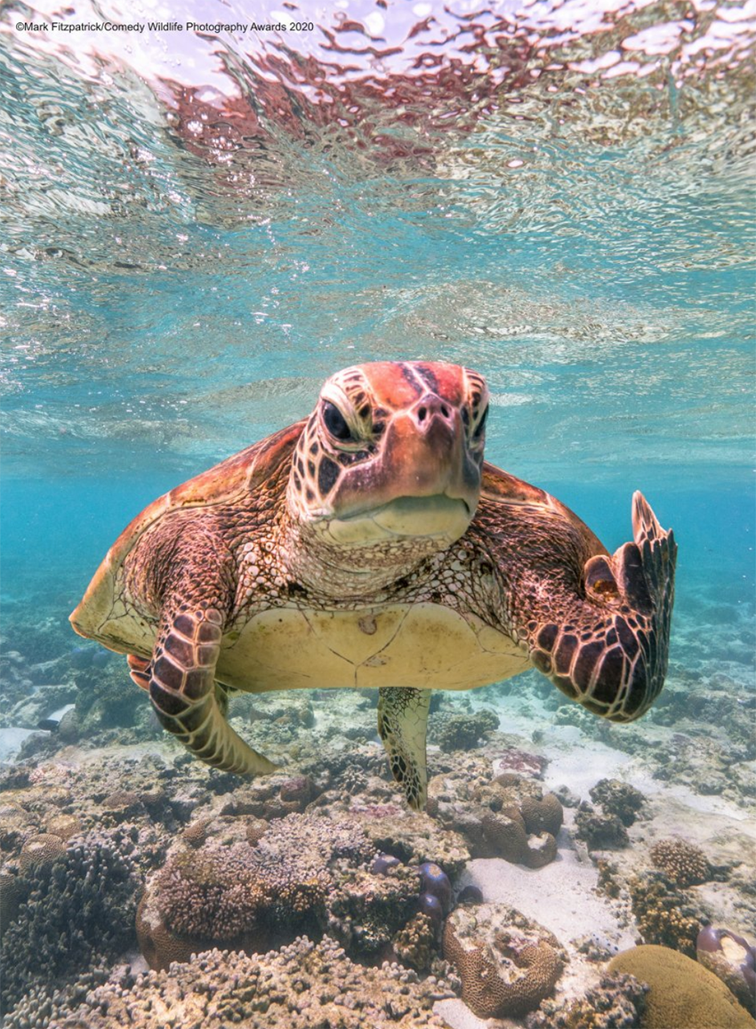 sea terry turtle middle finger