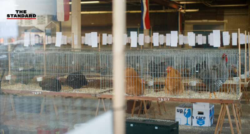 เนเธอร์แลนด์กำจัดไก่ราว 1.9 แสนตัว หลังไข้หวัดนกระบาดในประเทศ