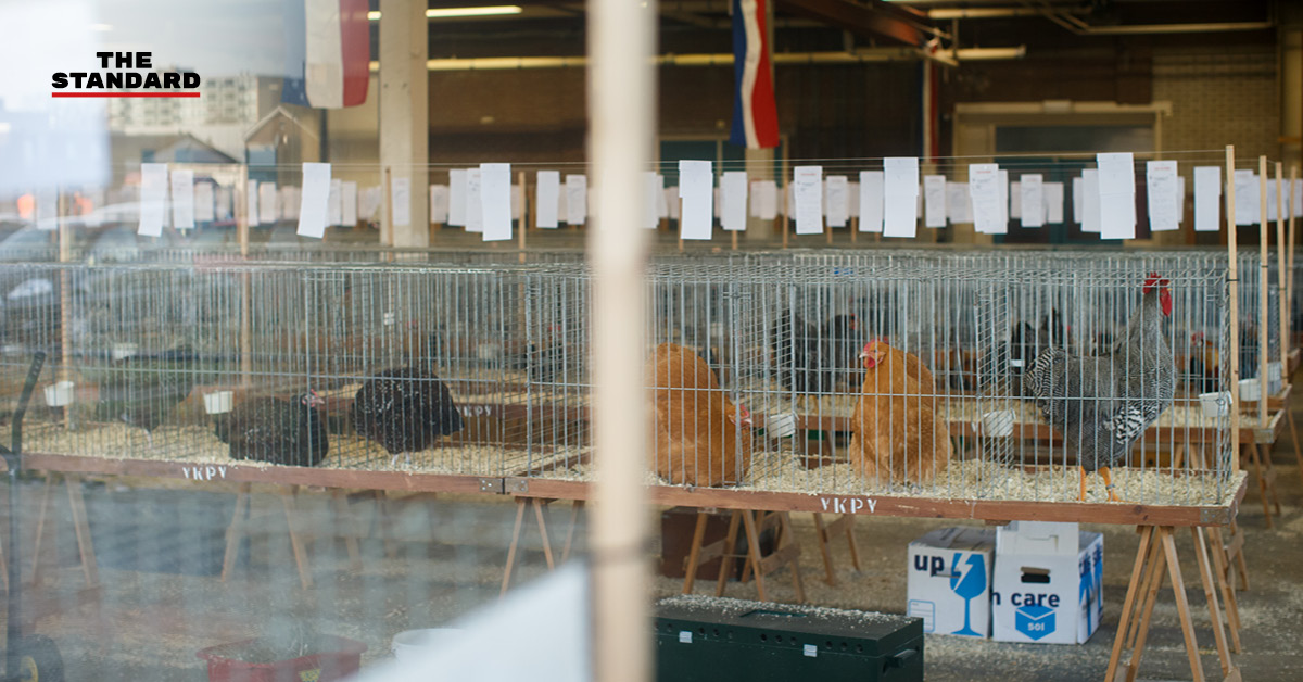 เนเธอร์แลนด์กำจัดไก่ราว 1.9 แสนตัว หลังไข้หวัดนกระบาดในประเทศ