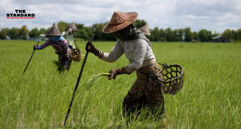 เมียนมาส่งออกสินค้าเกษตรเดือนแรกของปีงบประมาณใหม่ โกยรายได้กว่า 358 ล้านดอลลาร์สหรัฐ