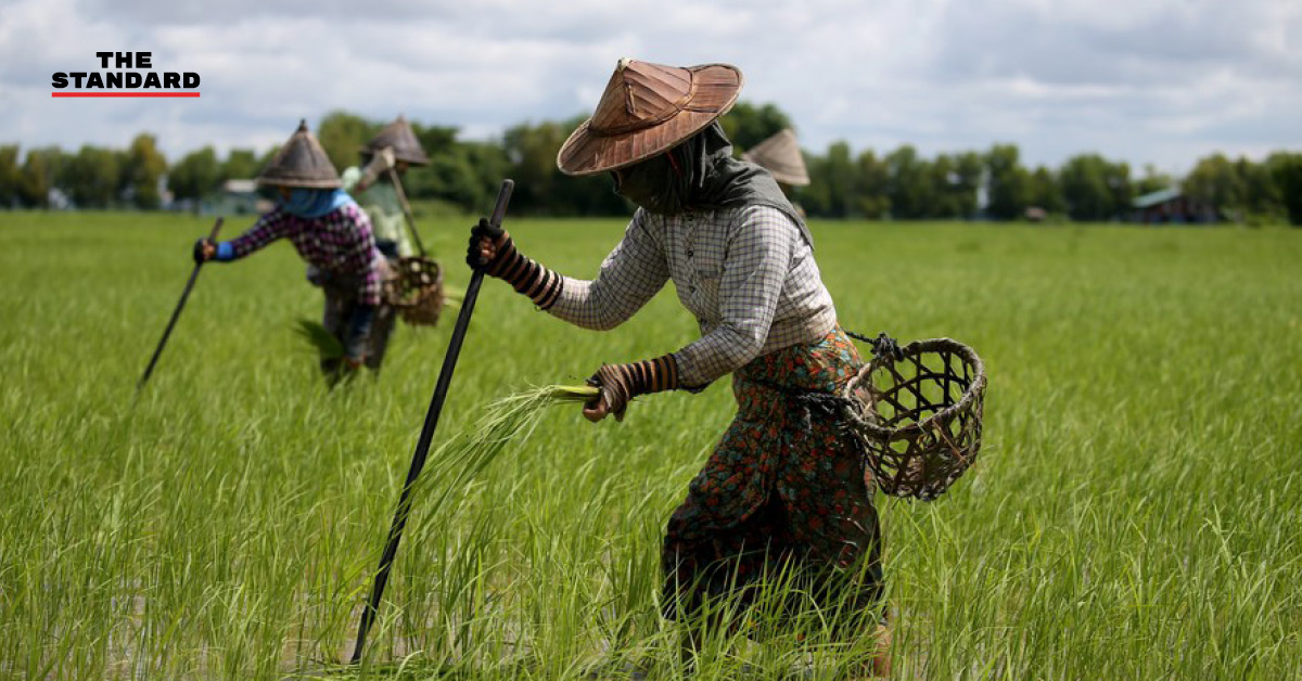เมียนมาส่งออกสินค้าเกษตรเดือนแรกของปีงบประมาณใหม่ โกยรายได้กว่า 358 ล้านดอลลาร์สหรัฐ