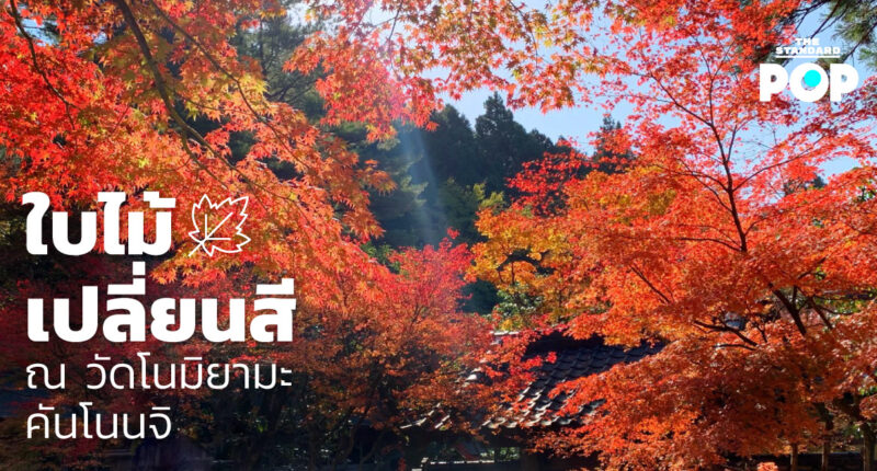 ใบไม้เปลี่ยนสี ณ วัดโนมิยามะ คันโนนจิ