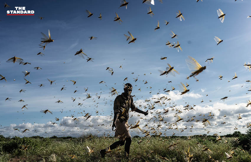 ชายไล่ฝูงตั๊กแตนทะเลทรายในเขตซัมบูรู ประเทศเคนยา เมื่อวันที่ 21 พฤษภาคม โดยแต่ละปีตั๊กแตนทะเลทรายนับล้านล้านตัวจะบุกพื้นที่เกษตรในเคนยา โซมาเลีย และเอธิโอเปีย ซึ่งสร้างความเสียหายแก่พืชผล