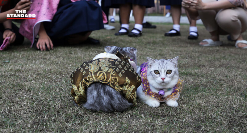 บรรยากาศเทศกาล The Cat Society ‘รวมพลคนหลงแมว’ เมื่อมิวเซียมสยามถูกเนรมิตเป็นดินแดนของทาสแมว