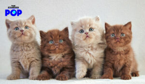 15 ธันวาคม Cat Herders’ Day