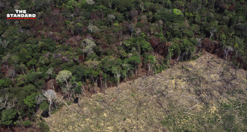 ผืนป่าแอมะซอนถูกทำลายมากสุดในรอบ 12 ปี พื้นที่เสียหายเพิ่มขึ้น 9.5% จากปี 2019
