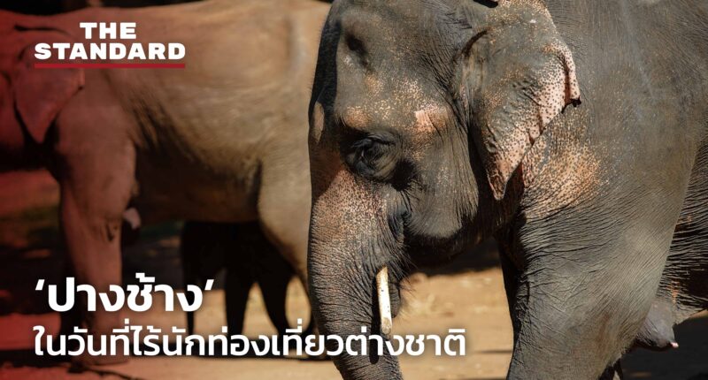 ‘ปางช้าง’ ในวันที่ไร้นักท่องเที่ยวต่างชาติ ความช่วยเหลือที่ยังมาไม่ถึง