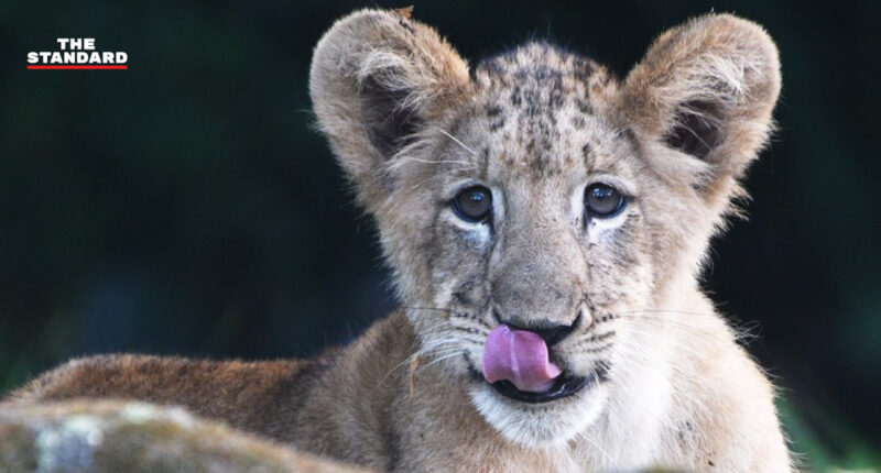 สวนสัตว์สิงคโปร์เผยโฉม 'ซิมบา' ลูกสิงโตที่เกิดจากการผสมเทียมเป็นครั้งแรก