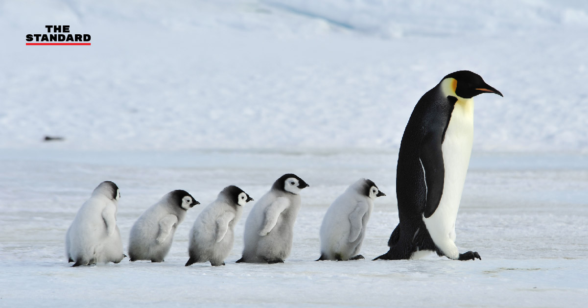 25 เมษายน - วันเพนกวินโลก (World Penguin Day)