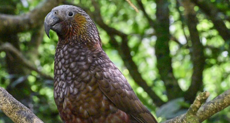 ส่องนก ‘คาคา’ นกหายากที่เคยเกือบสูญพันธุ์ในนิวซีแลนด์