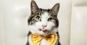 Kitty Love: An Homage to Cats