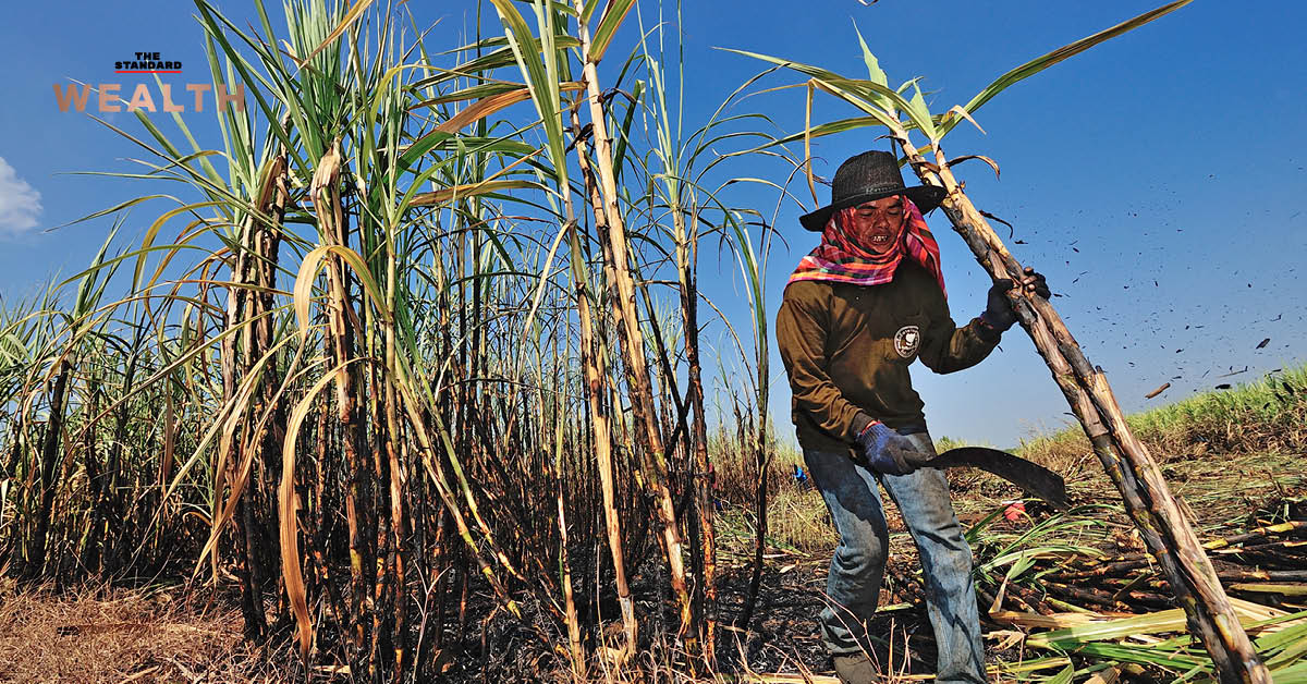 sugar cane plantation