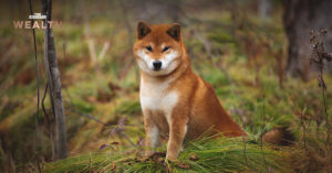 Shiba Inu